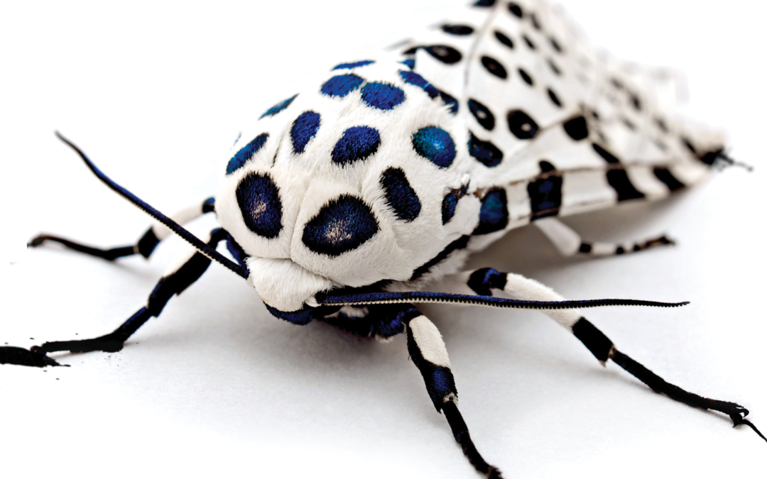 USHERsan & HIV+, “Wide Lights From Hatred Springs”