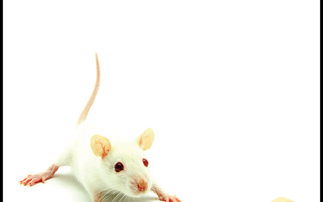 Loomec, “Personal Drugstore”