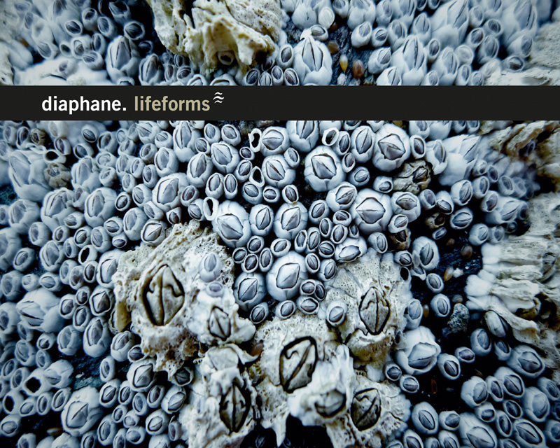 Diaphane, “Lifeforms”