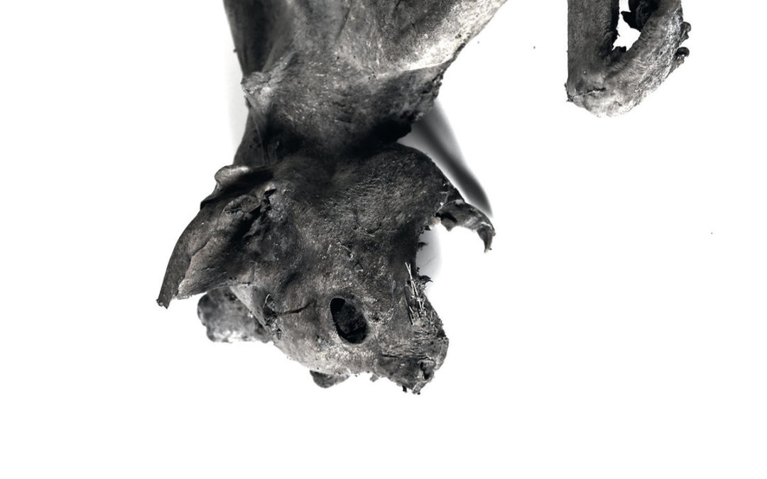 Nordvargr, “Metempsychosis”