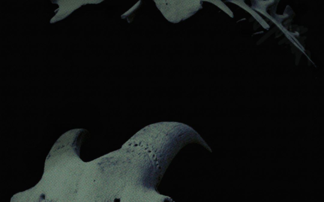 Observer: Cellar Graves & Razorback Hollow