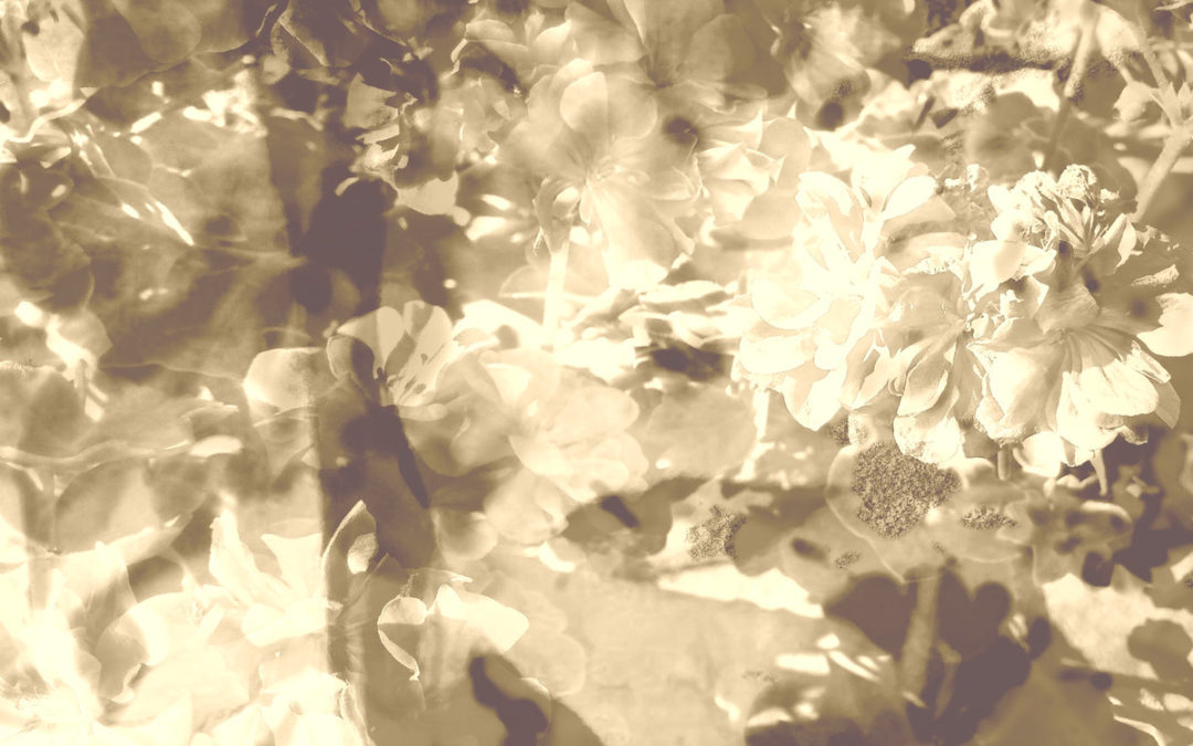 Observer: Nootropic & Mind Teardown