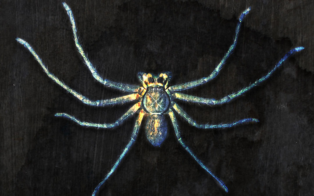 Clan of Xymox, “Spider on the Wall”