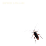 Spike Hellis, “Successor”